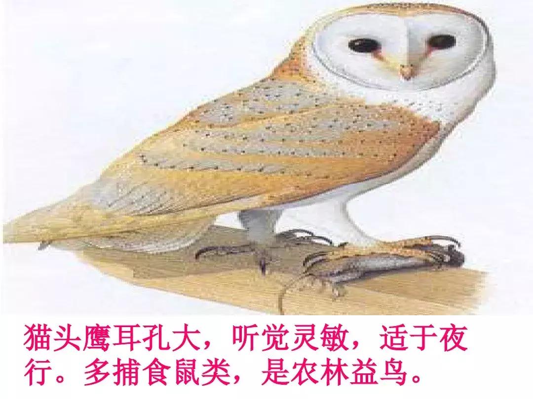 一年级下册语文19课棉花姑娘,一年级棉花姑娘课文笔记