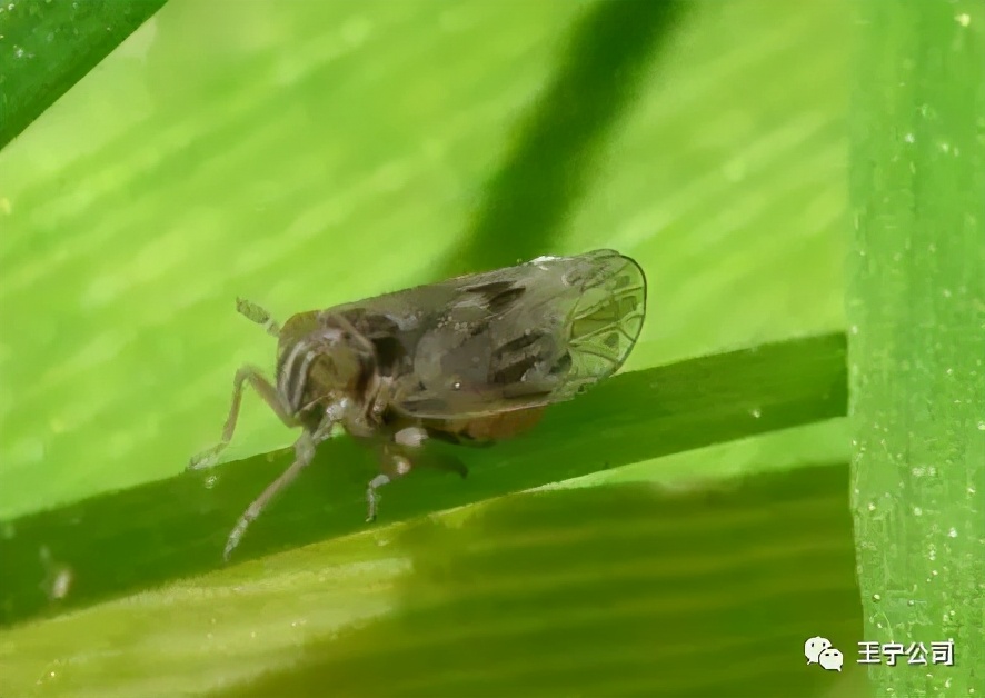 玉米上的虫害打什么药,玉米虫害防治口诀谚语