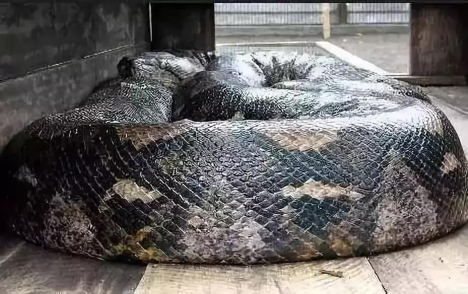 世界十大不寻常宠物,全球最稀有的宠物