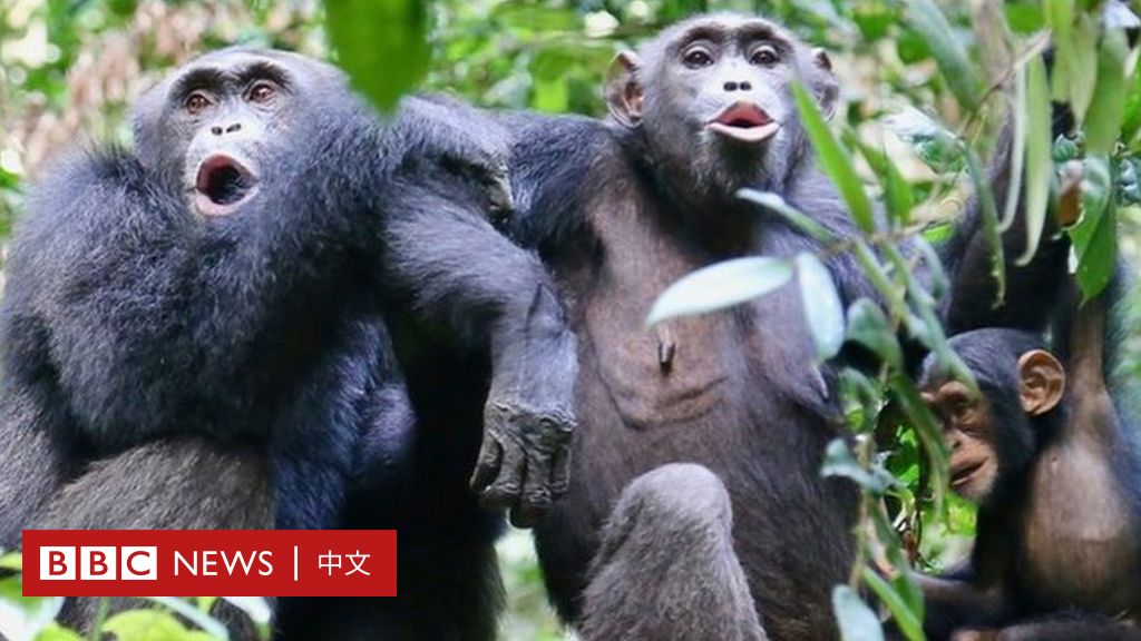 全世界一夫一妻的动物,大自然一夫一妻制的动物