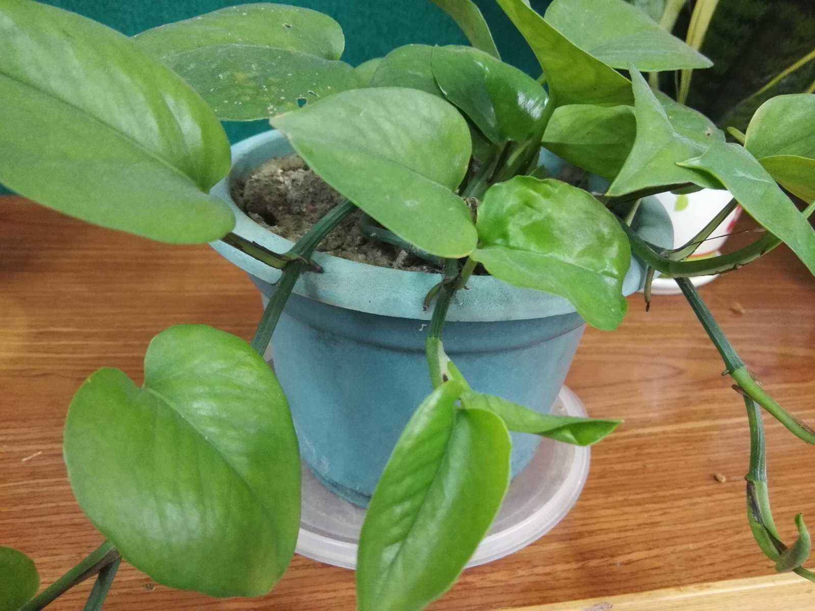 绿萝叶子发黄的原因及解决方法,绿萝叶子发黑是哪一步做错了