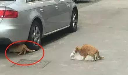 你的笑像一条恶犬,你的笑像一条恶犬完整