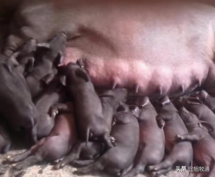 养了这么多年的猪一直亏本,养了20多年的猪后来怎样了