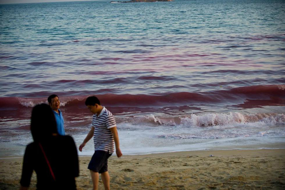 大连海域鱼类莫名大批死亡,大连海域出现鱼类死亡