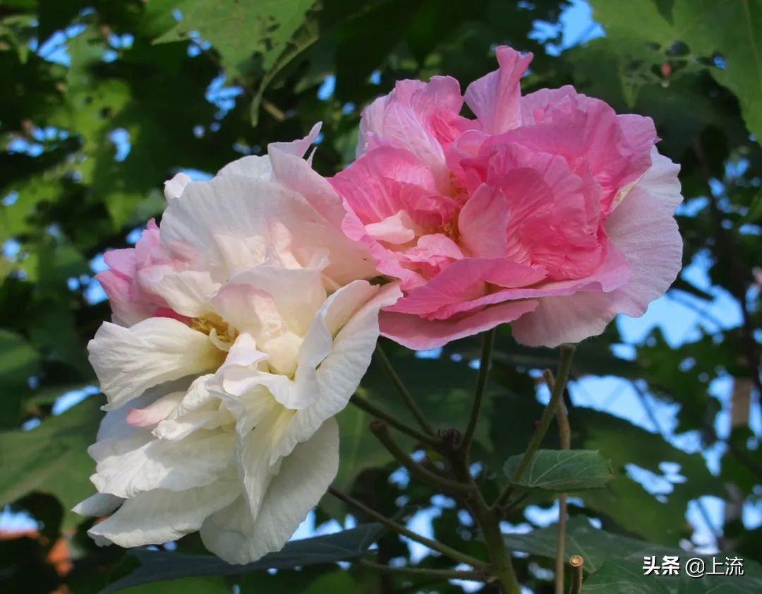 柚子叶洗澡是哪里的传统,柚子叶洗澡真的能转运么