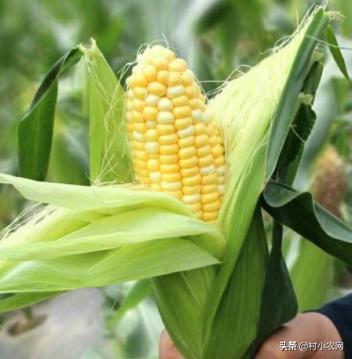 55到65岁在农村能创业什么项目,2021最有前景的10个农村创业点子