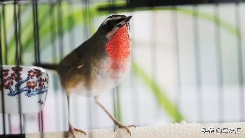 (鸟友汇)养靛颏鸟常见的处理方法