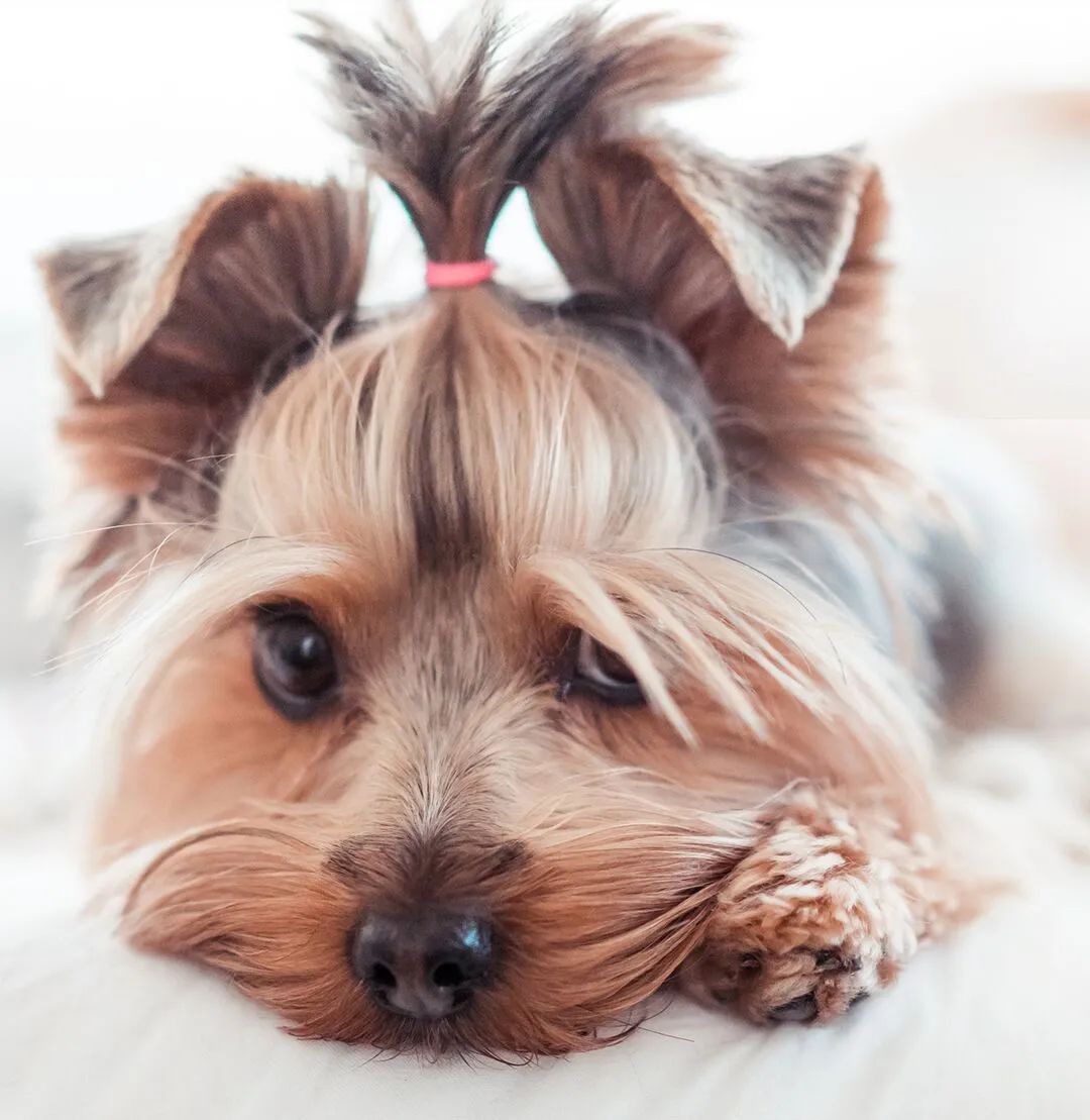 狗狗刚到家铲屎官注意事项,铲屎官必知的6个狗狗喂养好习惯