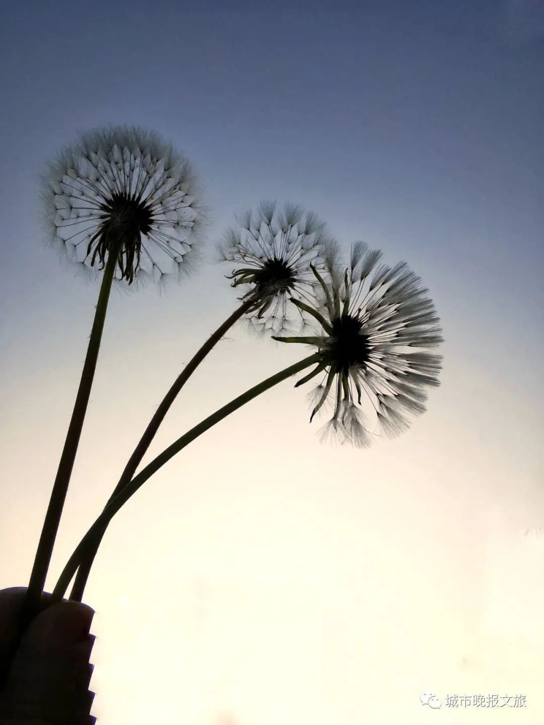 城晚拍拍丨秋色如画