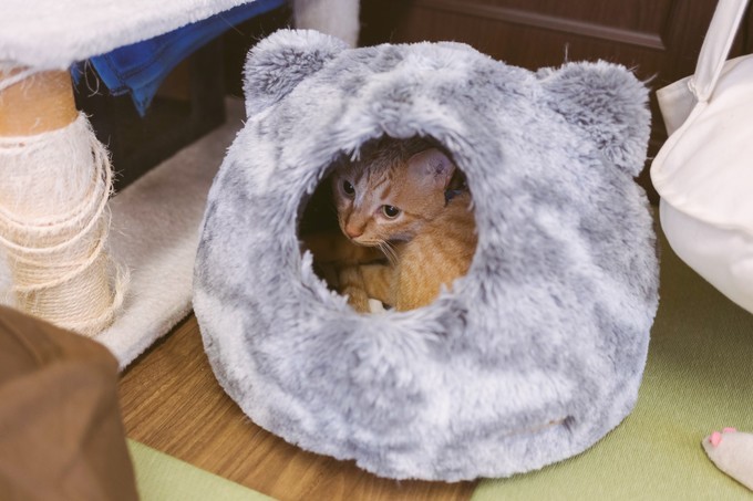 伏见稻荷大社怎么去清水寺,伏见稻荷大社到清水寺远吗