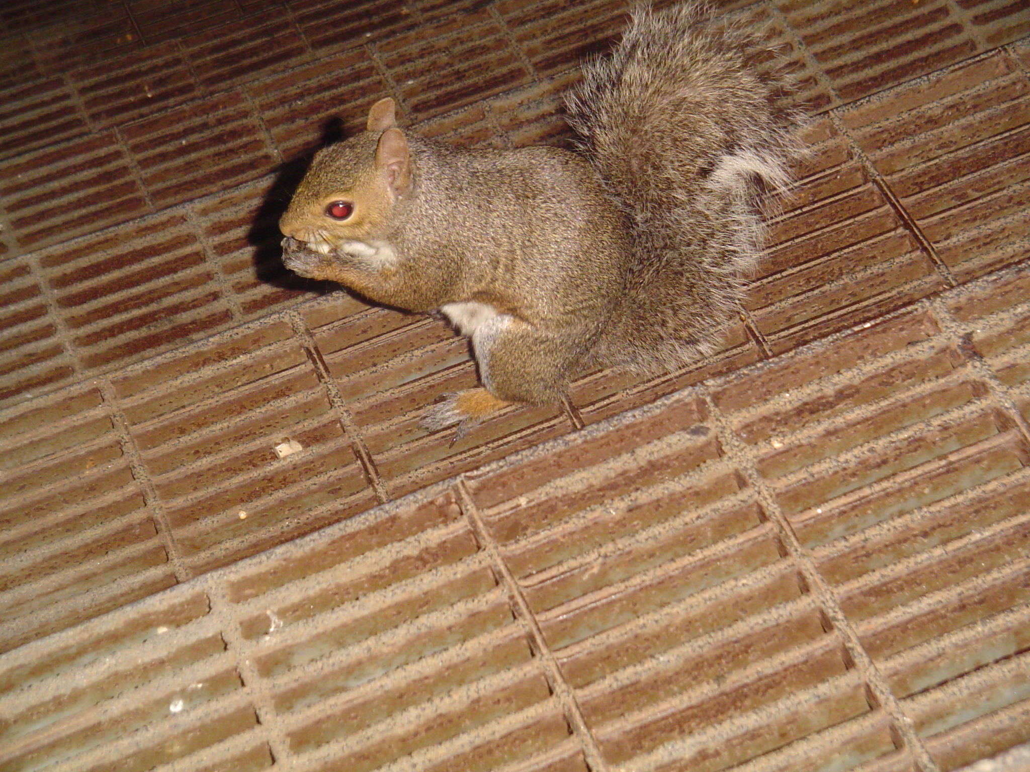 我的“大尾巴”，你在异国他乡还好吗？