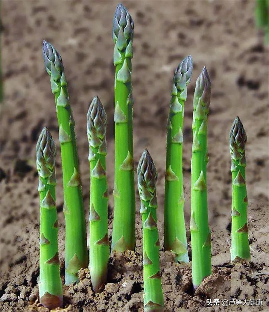 蔬菜之王芦笋在春天吃最应景,芦笋蔬菜