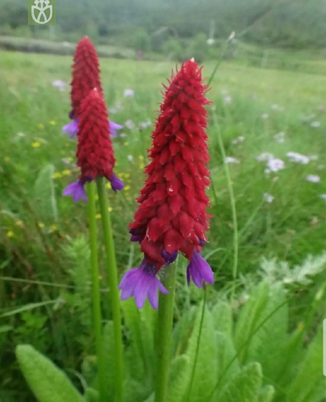 芳踪难觅濒危花!清新治愈篇:沙漠高原是吾家,豹子花的春天来了