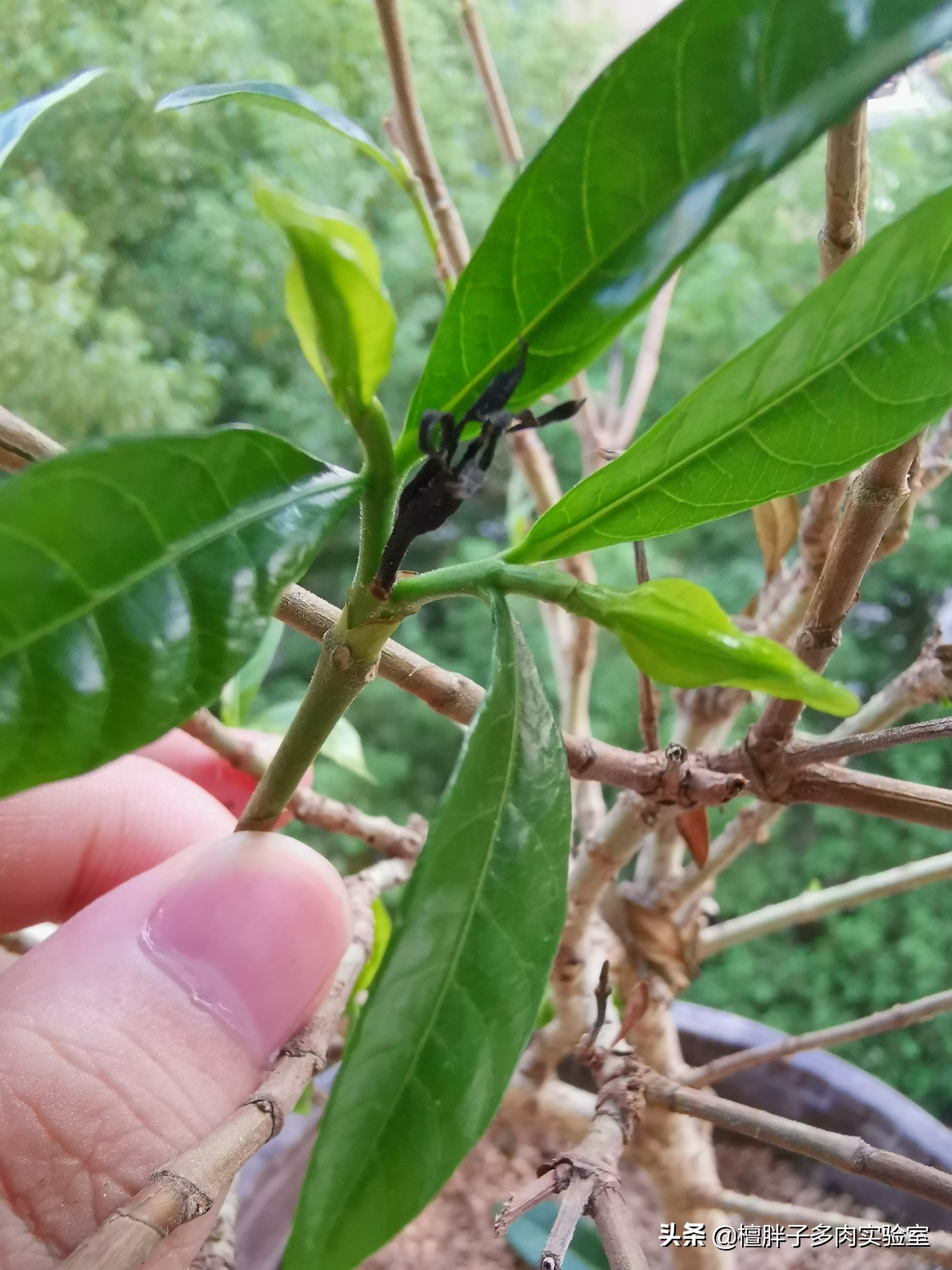 栀子花叶片发黑花苞脱落怎么办,栀子花叶片突然枯萎