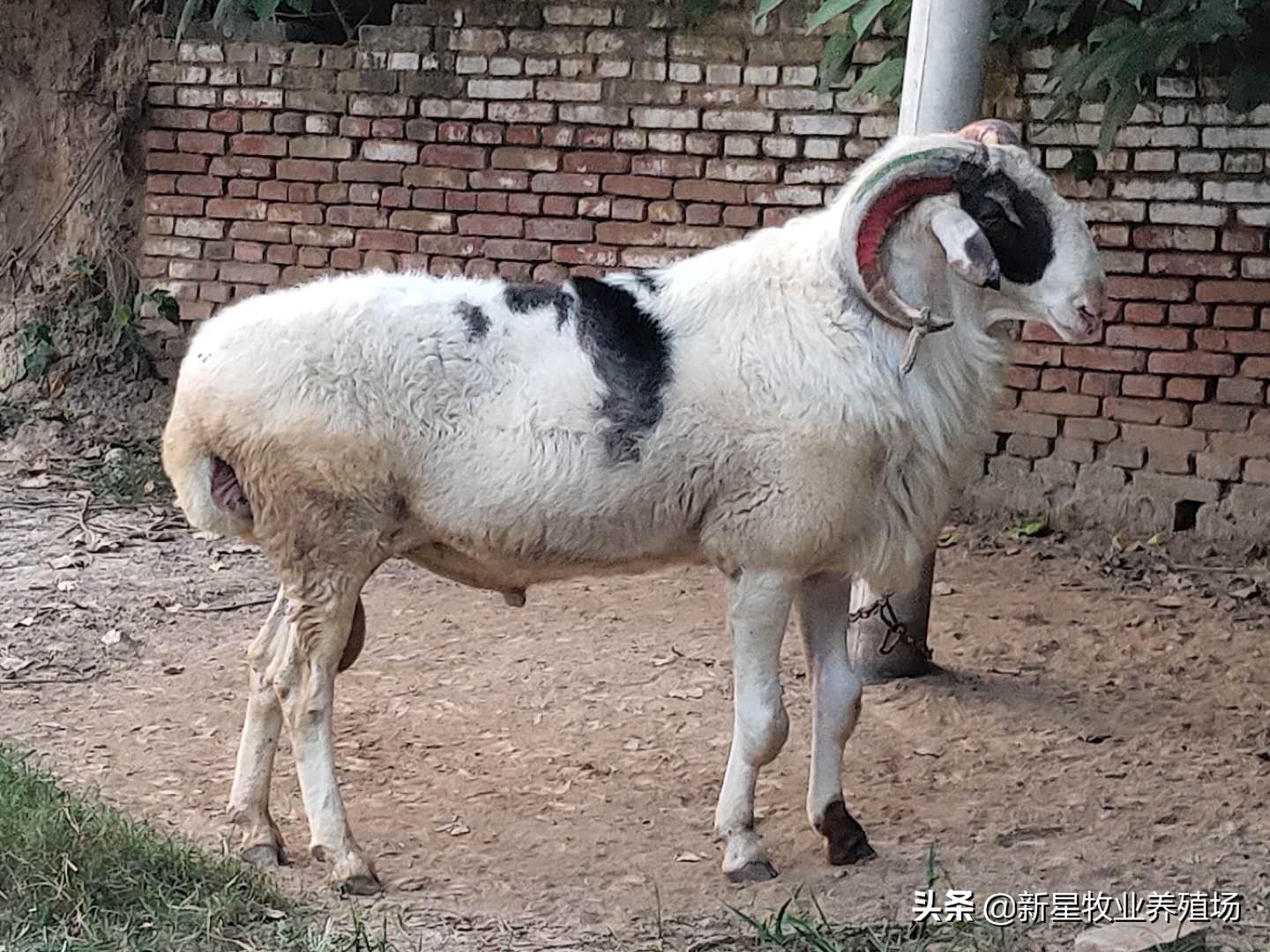 农村个人-种工公羊怎么选择，对头退役的当种羊的优缺点在哪