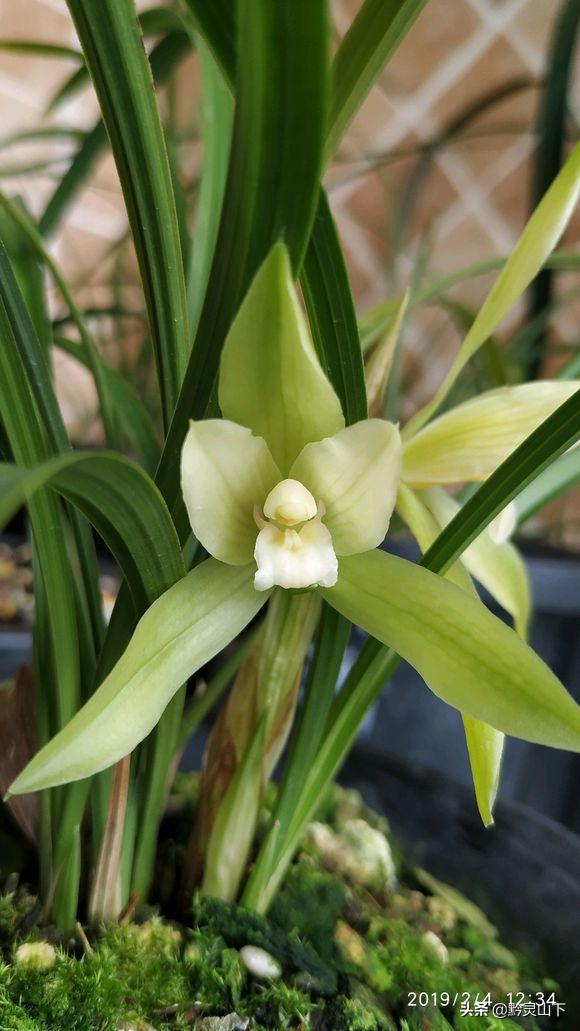 贵州有什么兰花品种啊,贵州兰花品种惠风荷