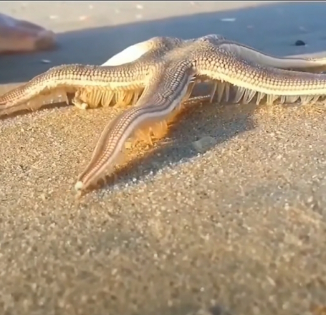 好看是好看但是感觉显黑,好看是好看难看是难看