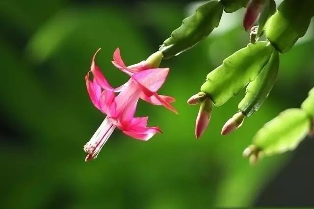 自己养的花不开花怎么回事,为什么我养的花不开花