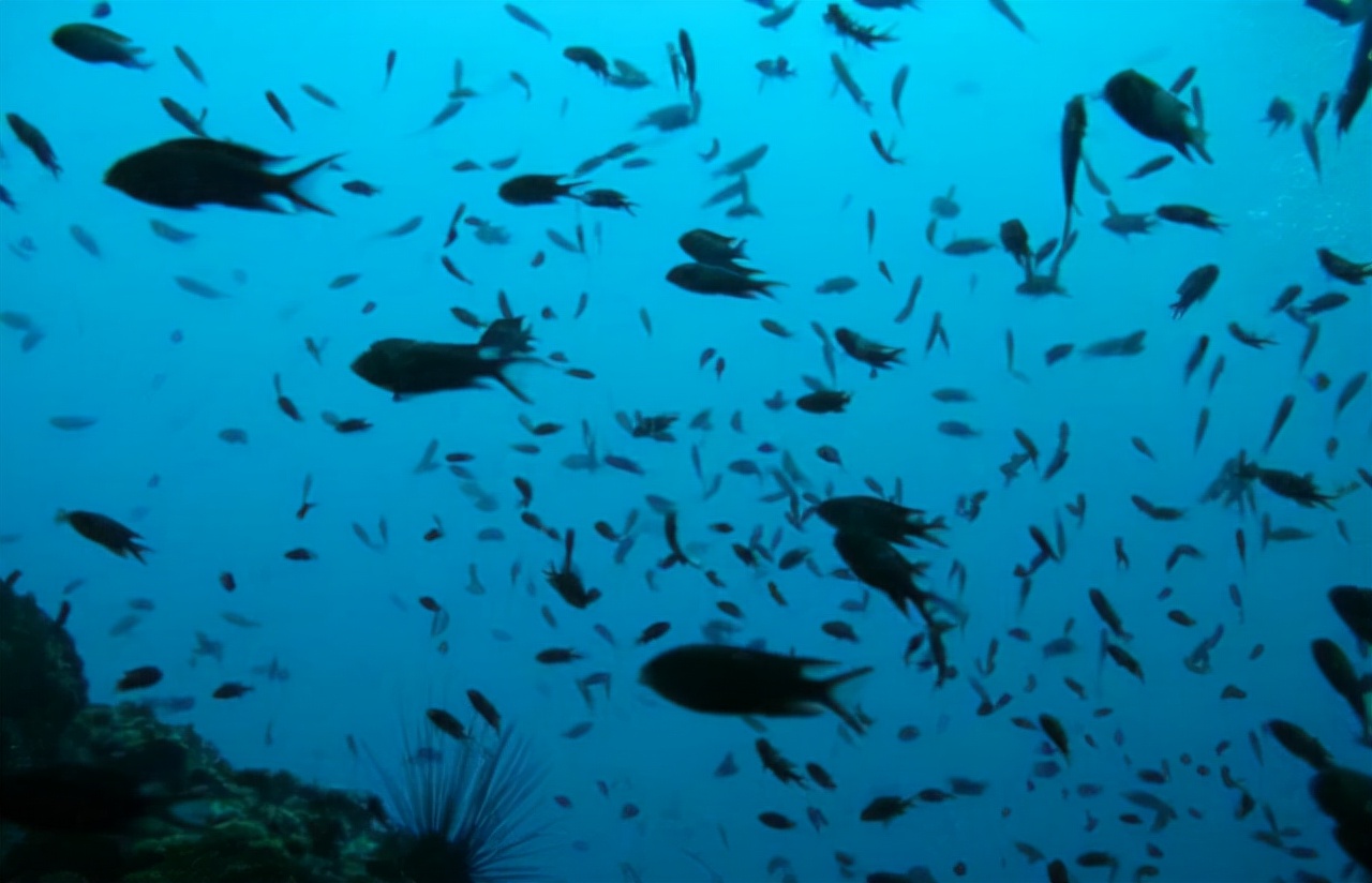 海上战争会炸死多少鱼,海上军演对鱼类的影响
