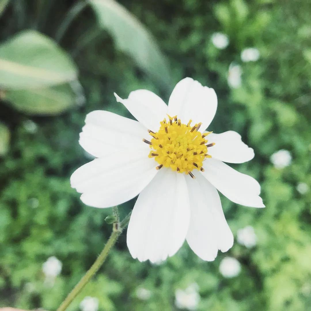 海淀区翠微小学小升初,北京翠微中学属于什么档次