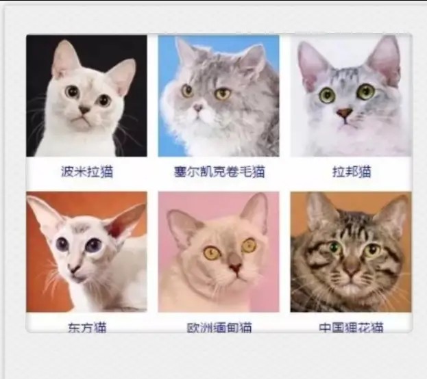 猫咪有哪些品种大全,不吃肉的猫咪是什么品种