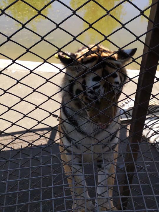 哈尔滨海拉尔呼伦贝尔旅游游记,哈尔滨漠河满洲里旅游攻略