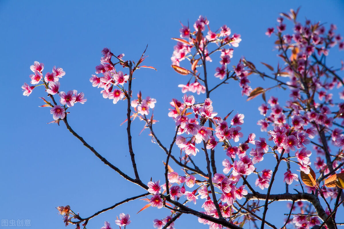 诗与词有什么相同和不同,诗和词的相同点和区别