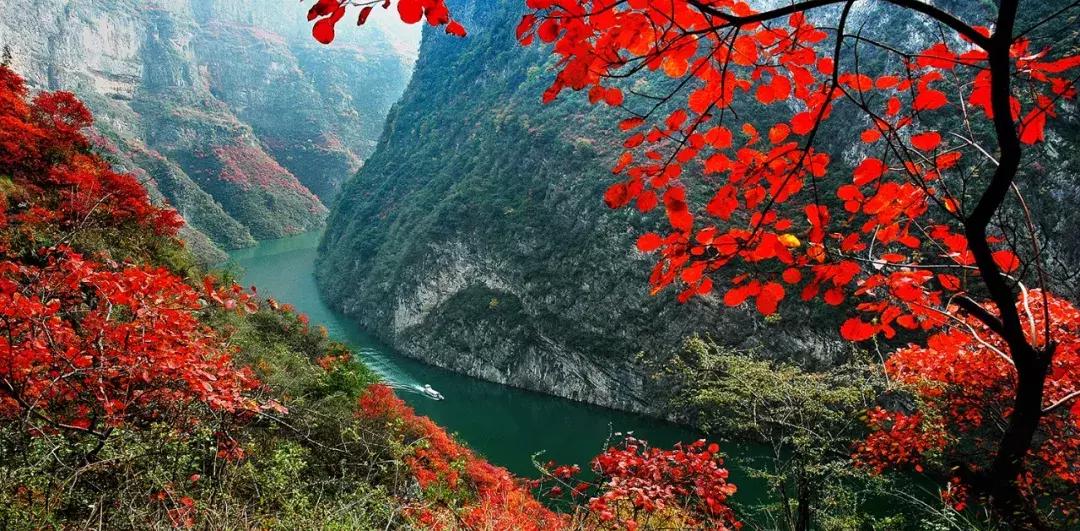 比光雾山还红，比金川彩林还晚，中国顶级的红叶盛宴正当时！