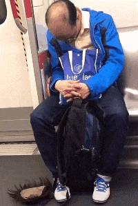 金毛搞笑表情图片伸手,金毛玩耍的动图搞笑