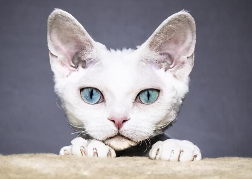 这6种猫不值得买,这六种猫咪千万别买