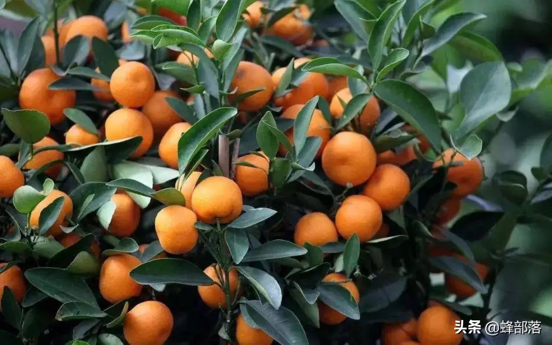 农村补贴包括哪些项目,农村创业国家补贴项目有哪些条件