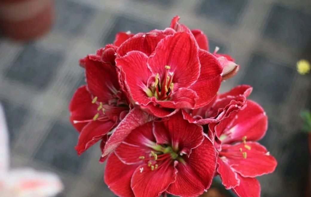 离开武汉三个月没种下的朱顶红包裹居然开花了,花友们讨论激烈