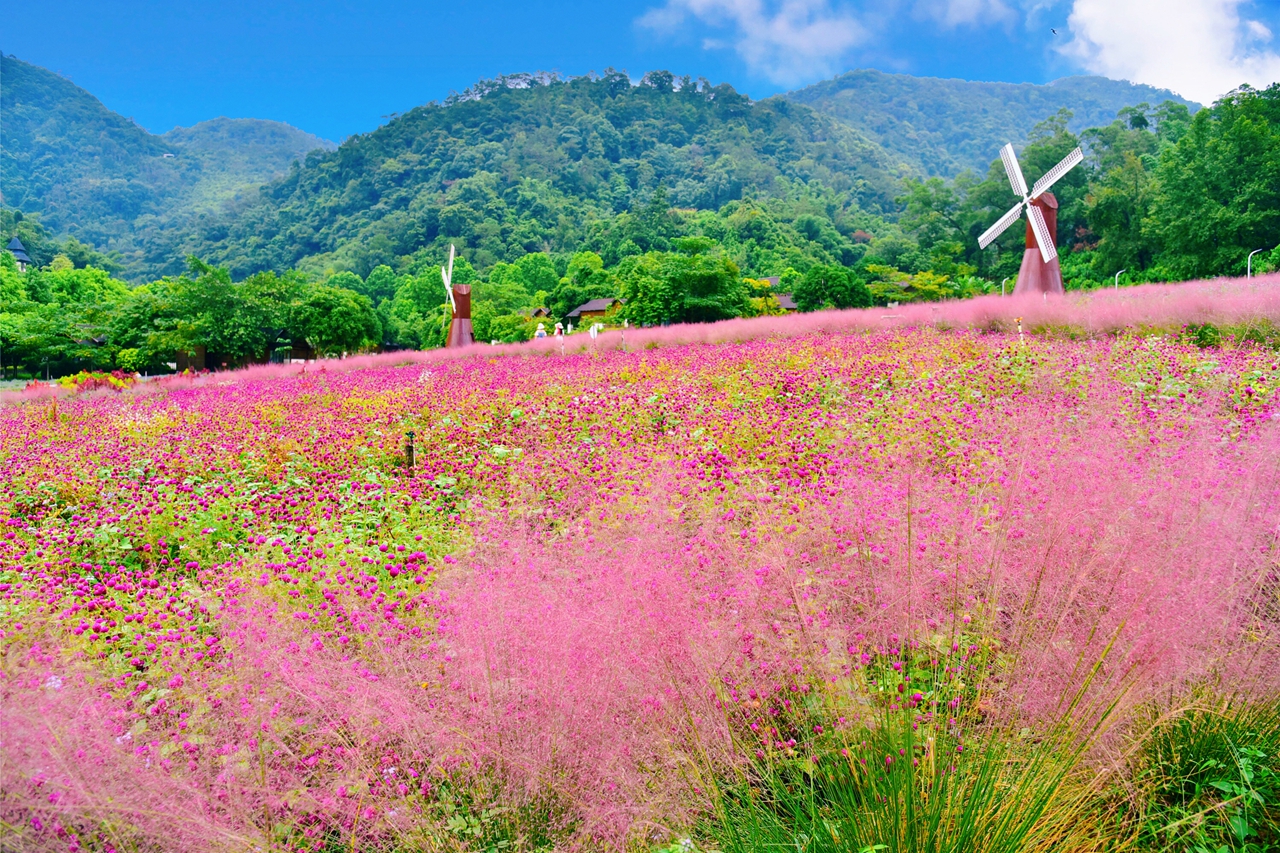广州市龙洞粉黛乱子草网红打卡地,肇庆盘龙峡自助游推荐