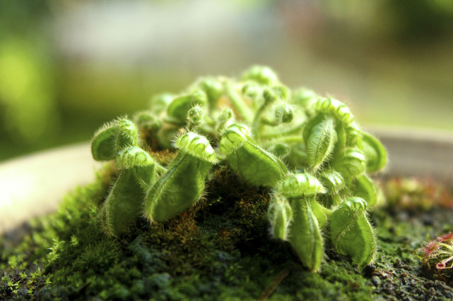 美国能控制供应链吗,美国为何不扶持澳大利亚工业