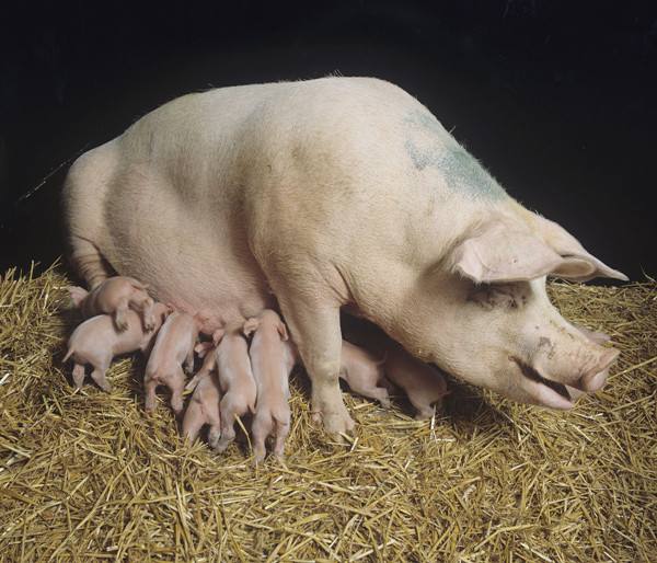 母猪产后卧地不起,母猪产后瘫痪站不起