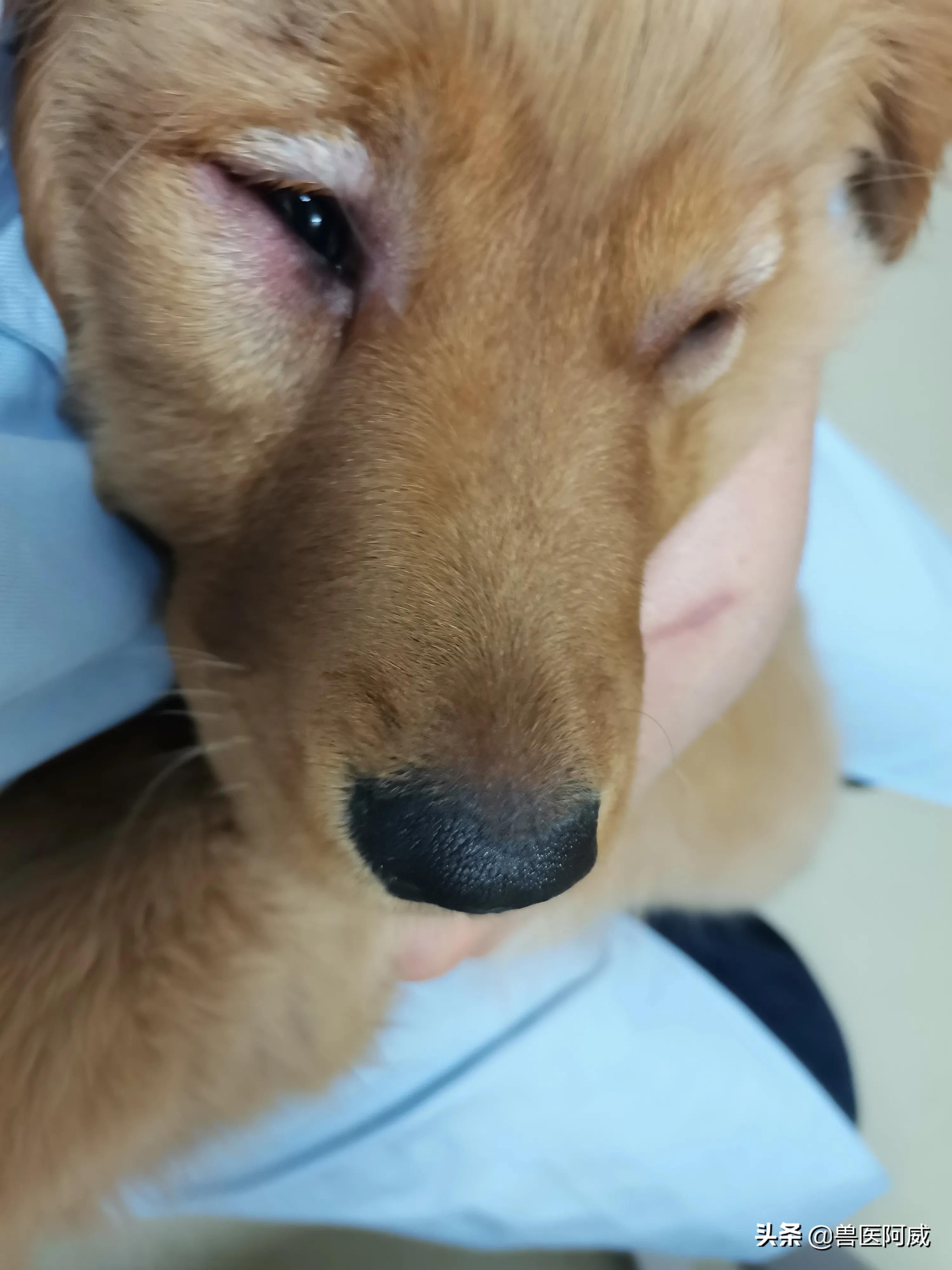 犬肺水肿治疗方法,一例犬急性肾衰竭的诊治