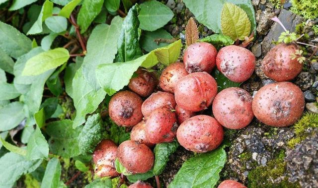 人称“地石榴”,儿时常挖来吃,如今20元一斤,又是炒作吗?