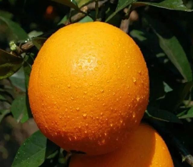 养肝日常可常吃这几种水果,养肝的人建议少吃这2种水果