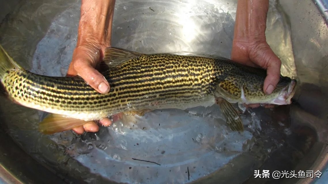 长江保护鱼类,有关长江鱼类资源保护