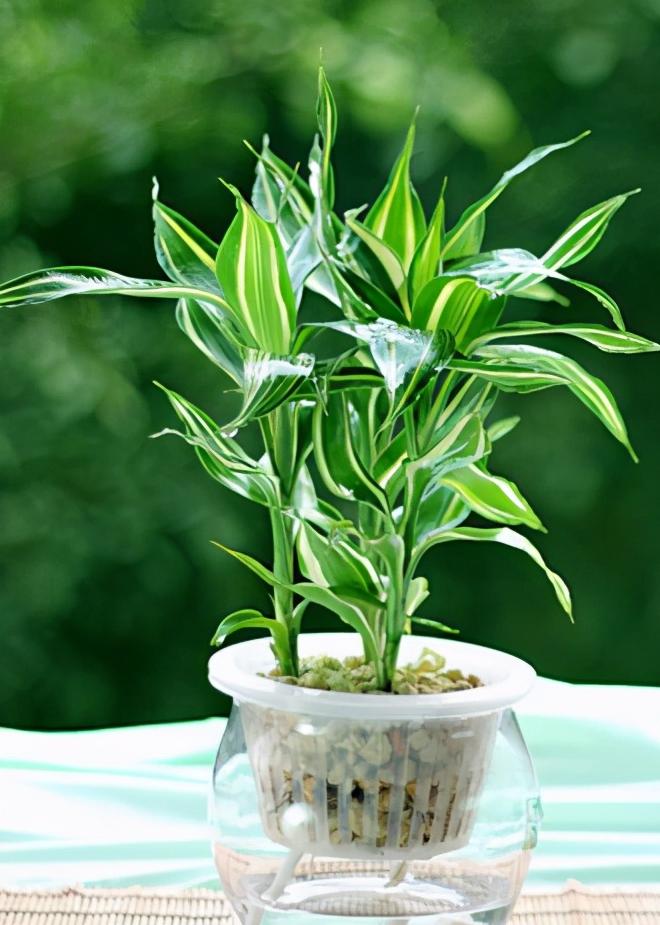 南美室内水培观赏绿植,水培绿植与土培绿植的区别