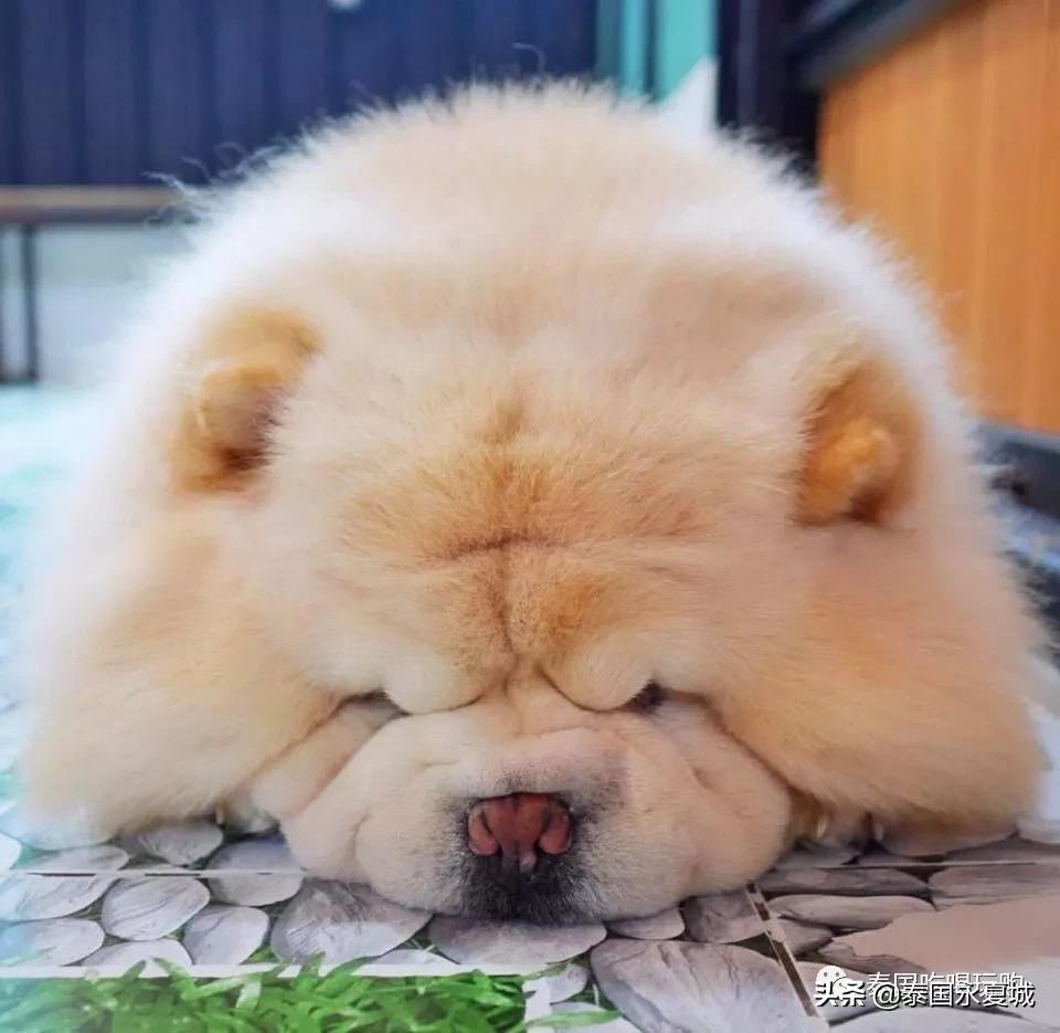 曼谷BigDogCafe|想把每一只狗狗偷偷打包带回家！