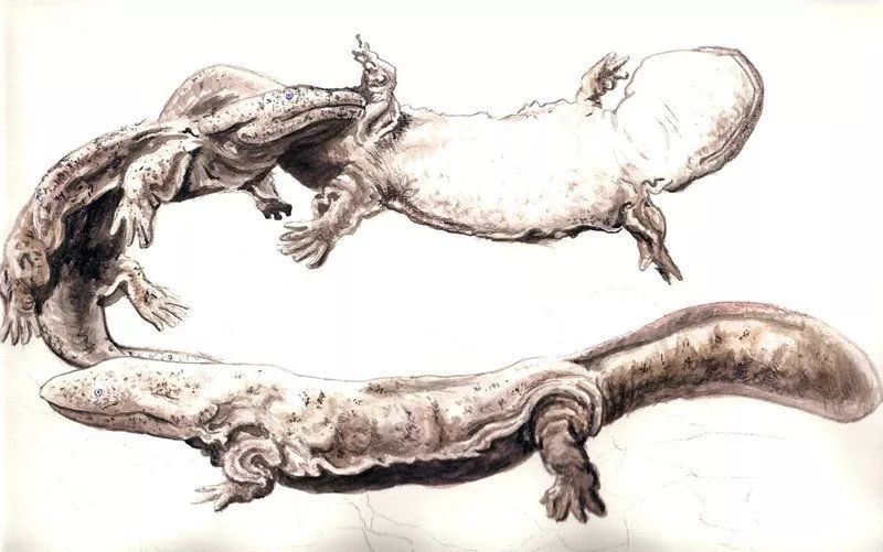 从保护动物到人工养殖，成为美食！鼎湖的绿水青山锻造千万商机