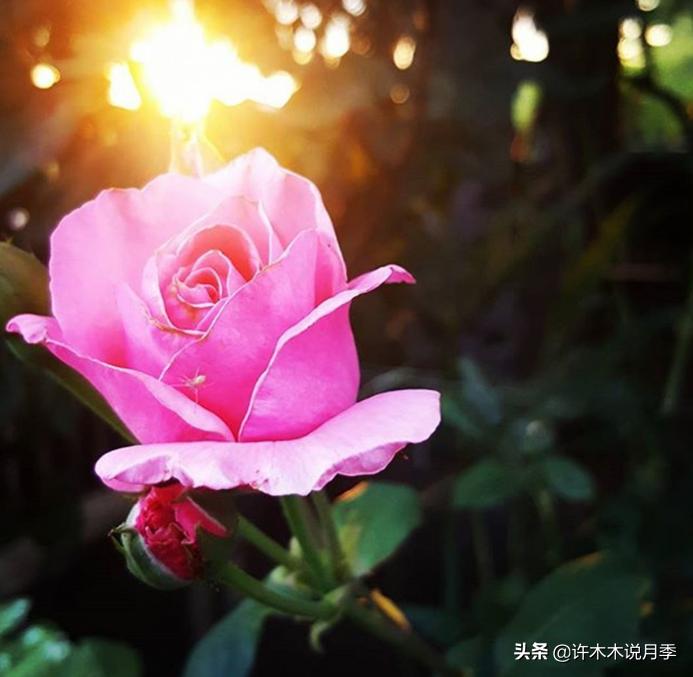 月季黑杆烂根用什么药,月季扦插黑杆了怎么救