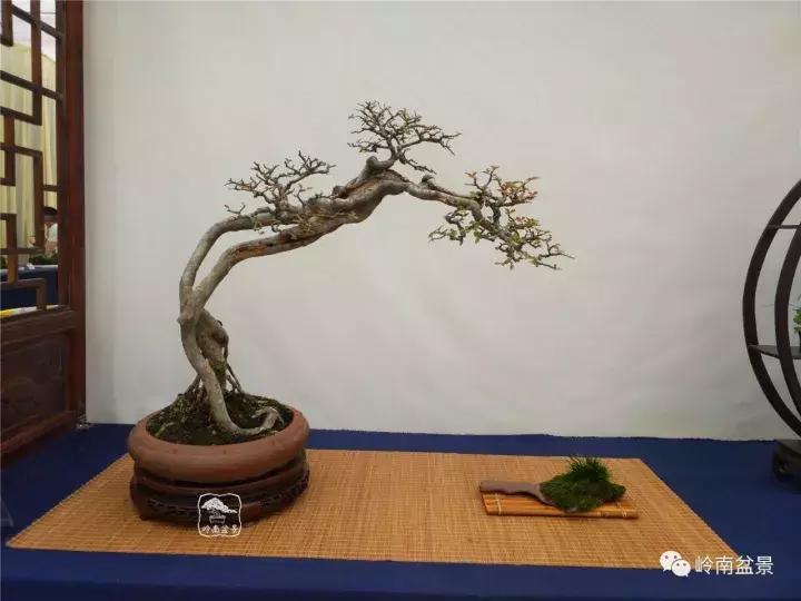 一盆盆景佳作究竟应该是怎样的,大师级盆景作品欣赏