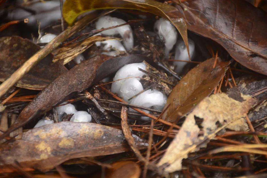 罕见贵州一县发现珍稀植物水晶兰,珍稀兰科植物贵州地宝兰图片
