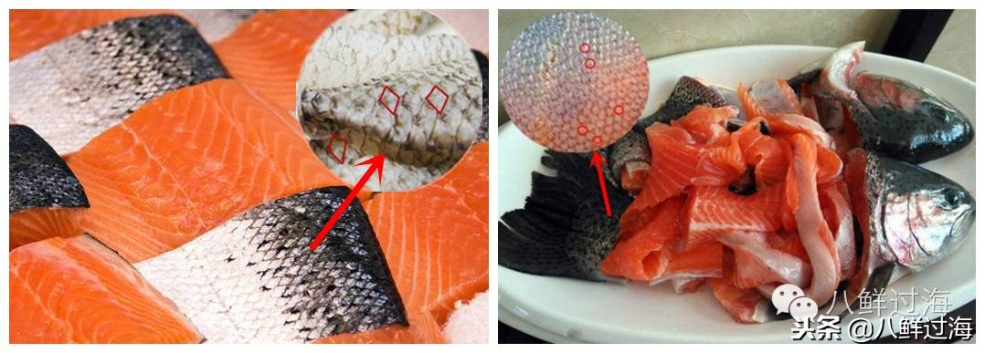 有人拿什么鱼冒充三文鱼,怎么分清楚真假三文鱼