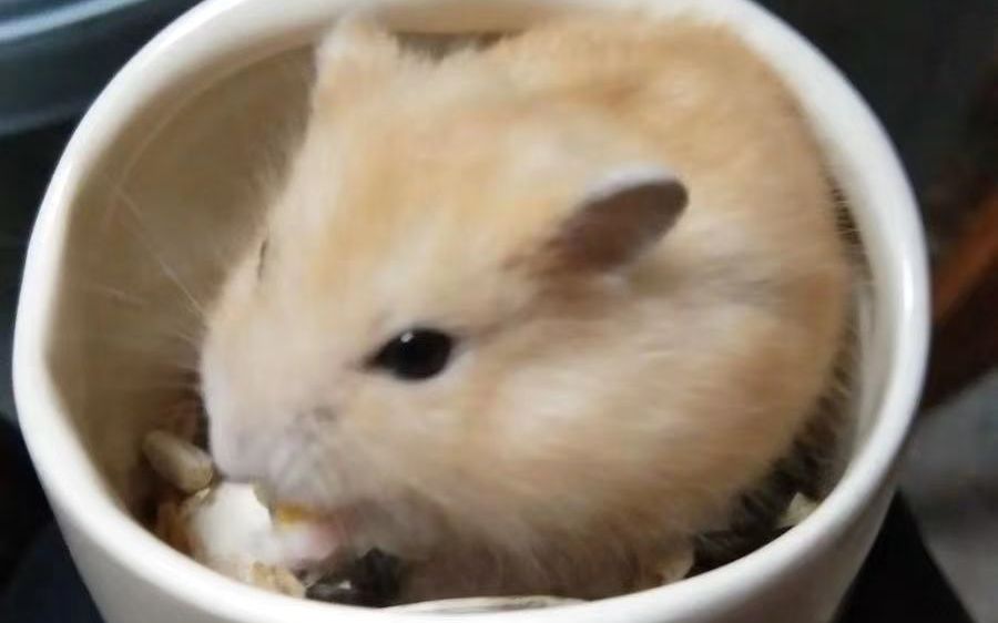 仓鼠养殖大户,仓鼠养殖场自家养殖