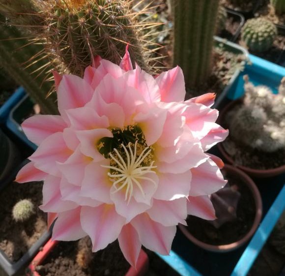 101仙人球,101个仙人球品种