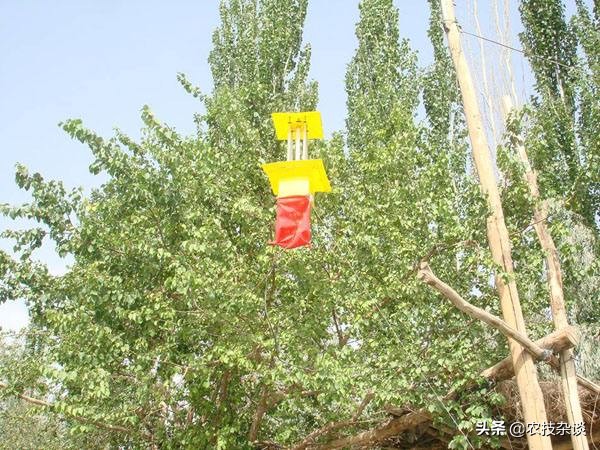 苹果食心虫防治,苹果叶片虫害