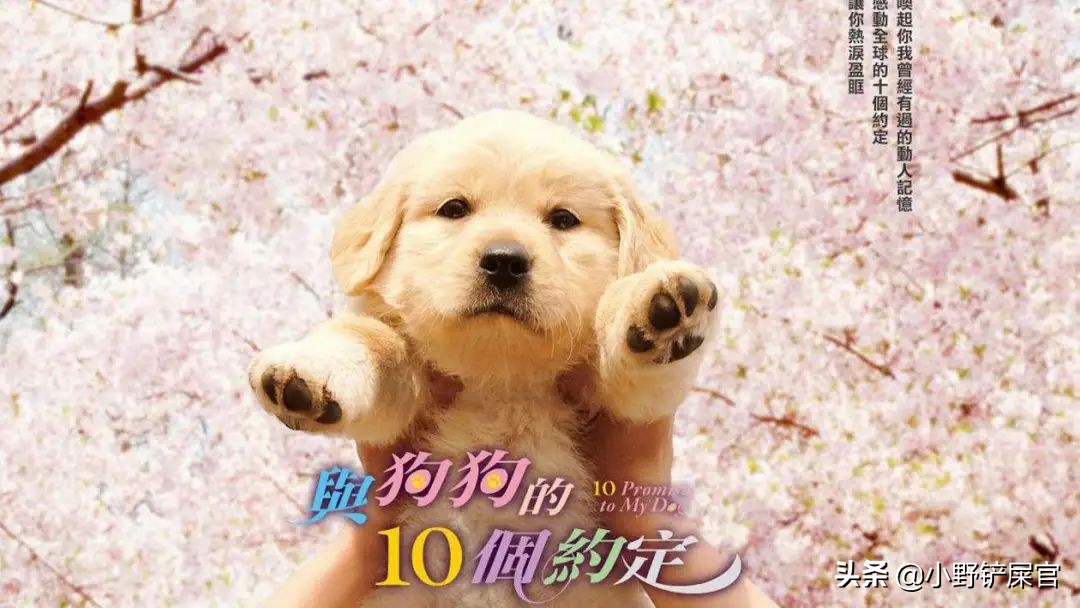 盘点金毛犬的优点和缺点,金毛欢迎光临